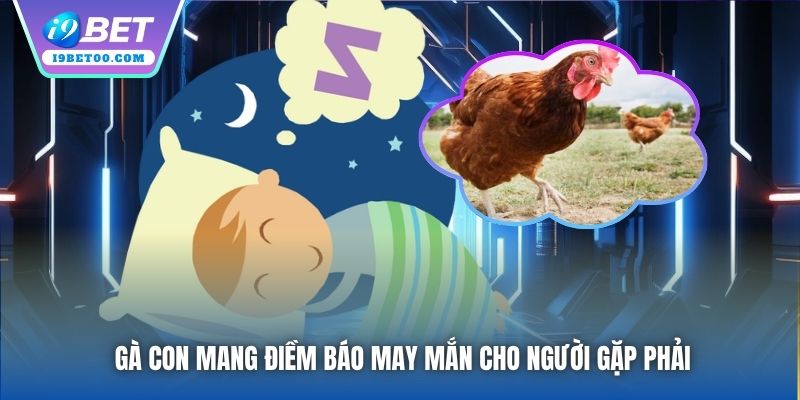 Gà con mang điềm báo may mắn cho người gặp phải
