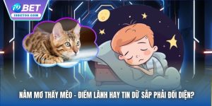 Nằm Mơ Thấy Mèo - Điềm Lành Hay Tin Dữ Sắp Phải Đối Diện?